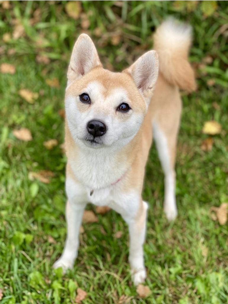 Nori