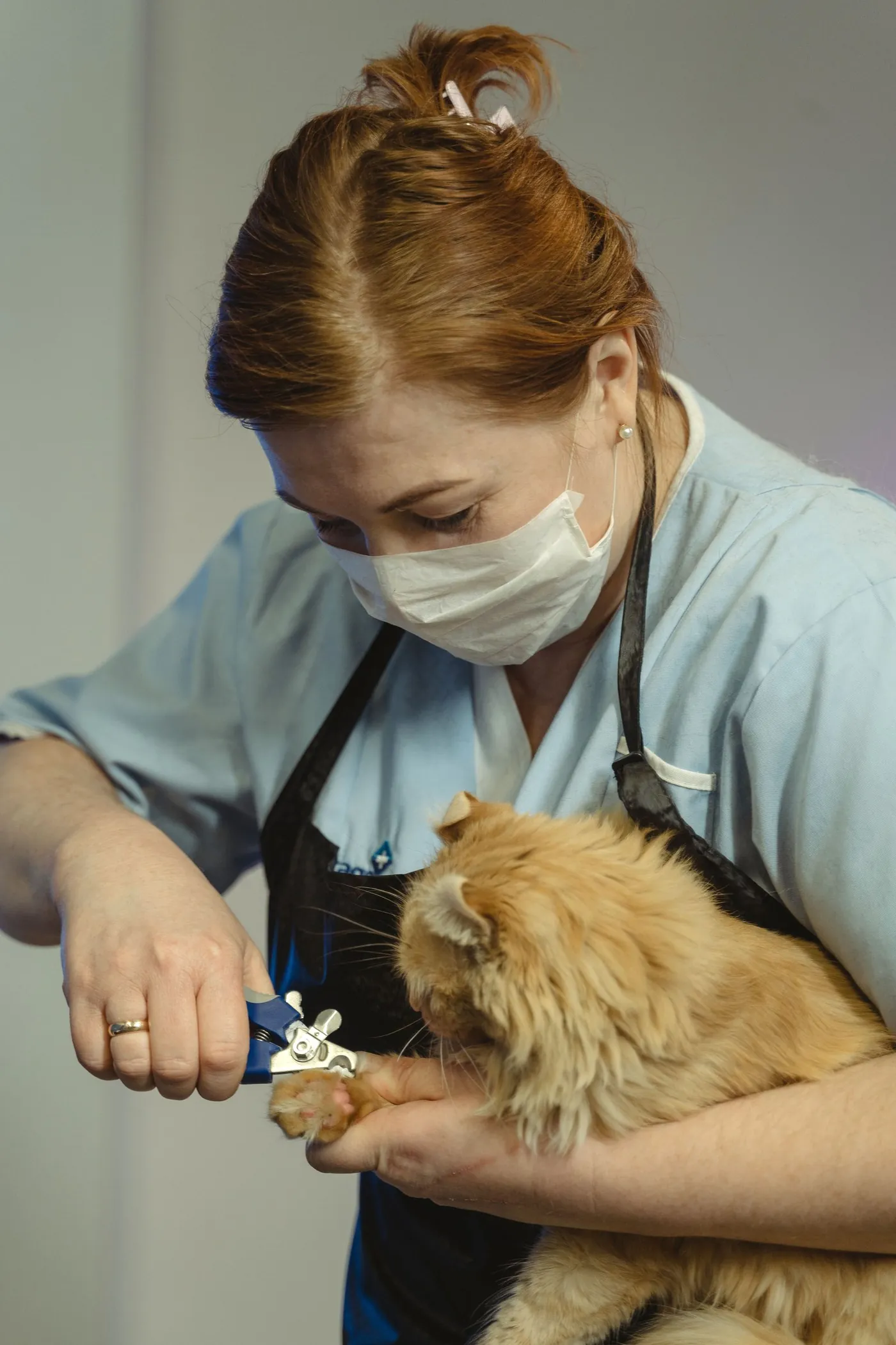 Cat grooming session