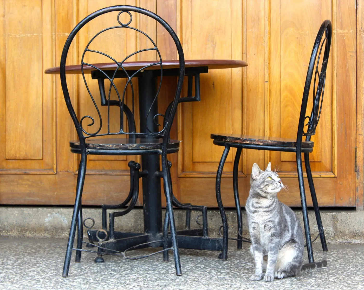 Cat sitting by cafe chairs