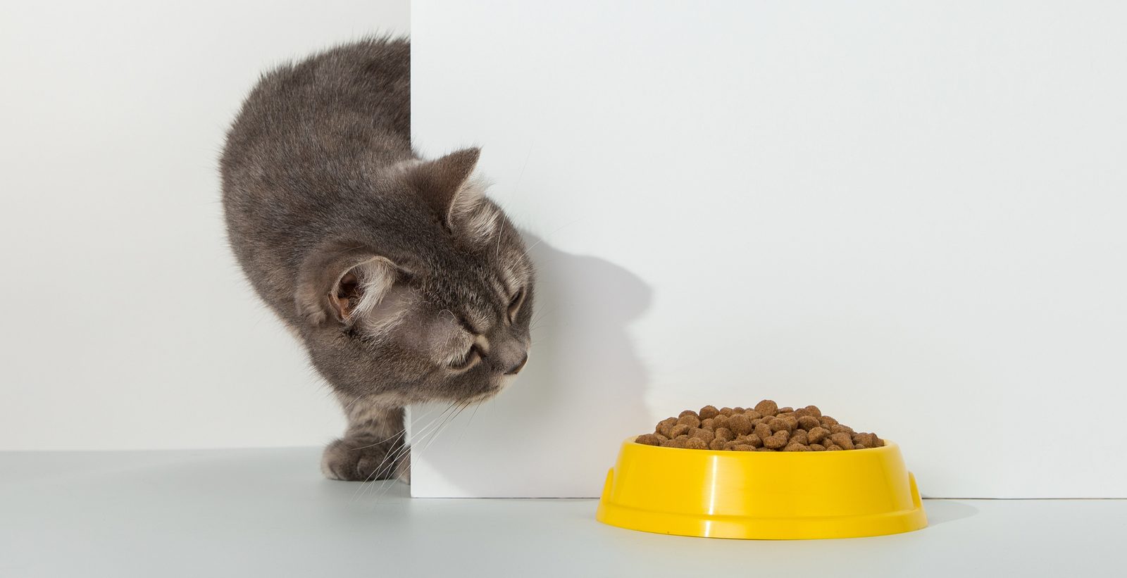 Cat peeping at food bowl
