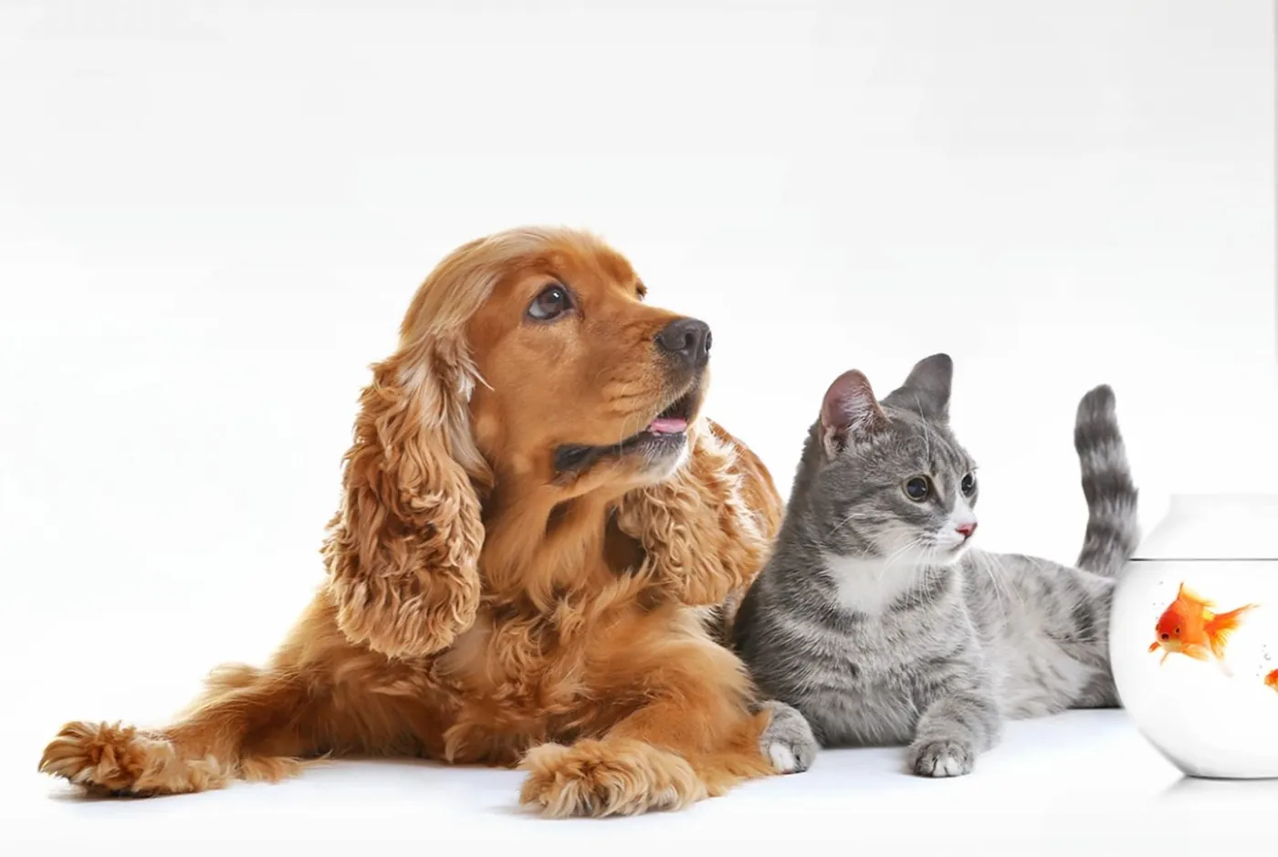 Assorted animals together
