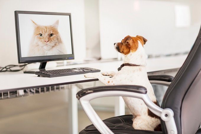 Cat & Dog Adoption Tips