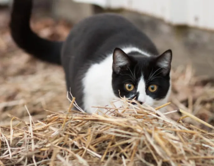 Barn cat resting in straw