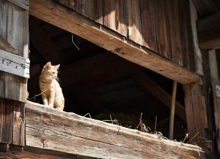 Barn Cat Program