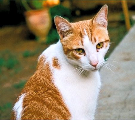 Orange tabby cat