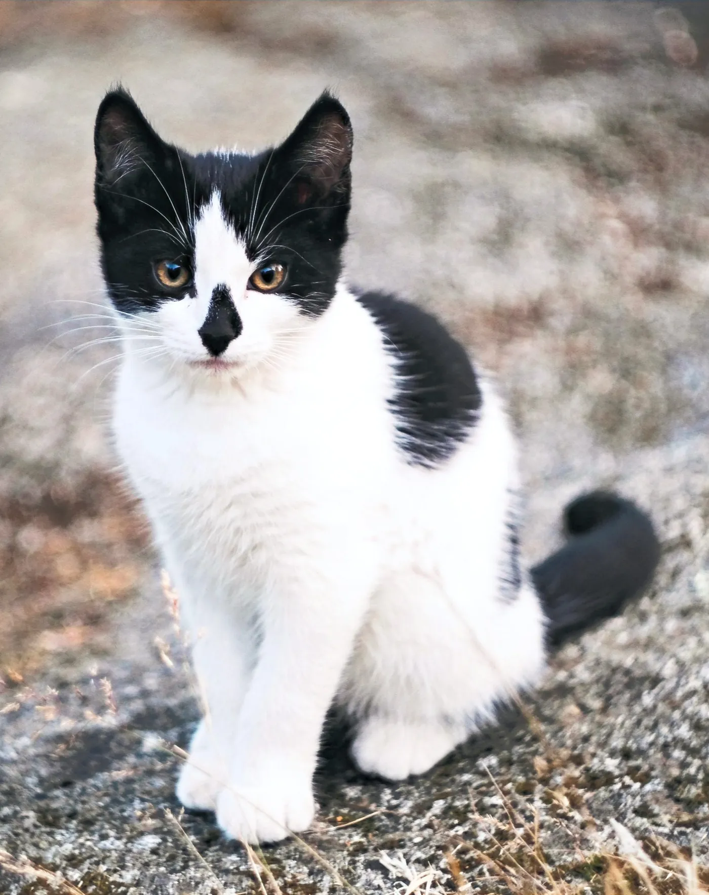 Black and white community cat