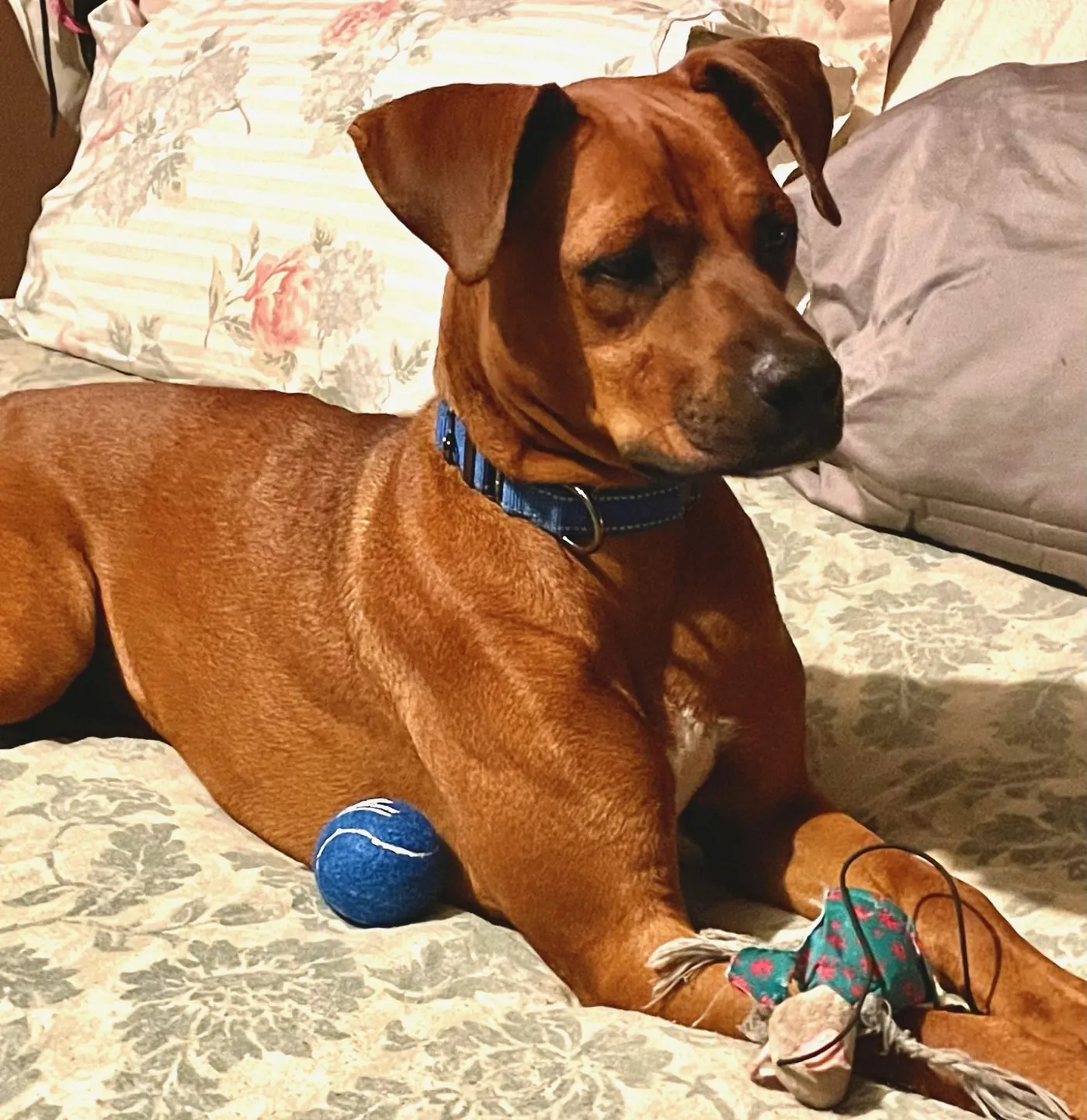 Foster dog relaxing
