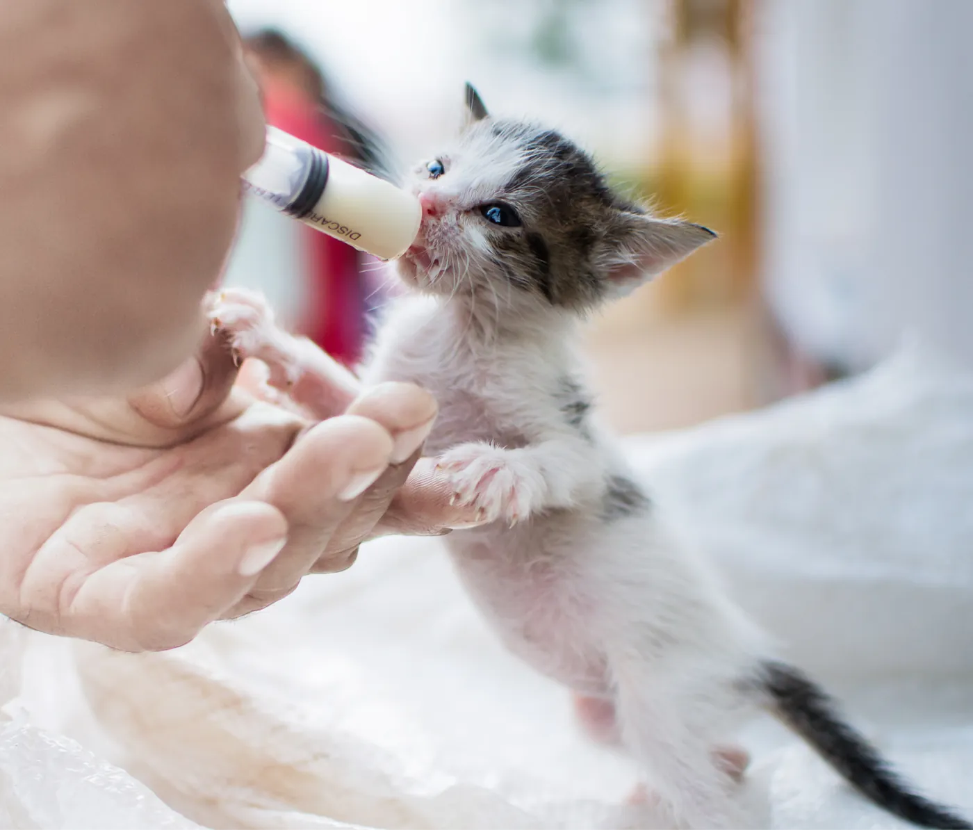Kitten being fed