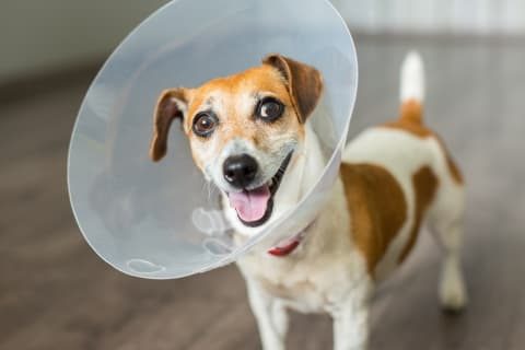 Dog wearing a recovery cone