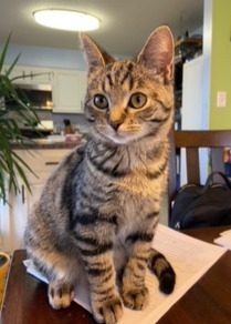 Tabby cat