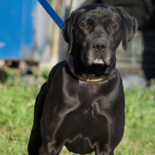 Black dog