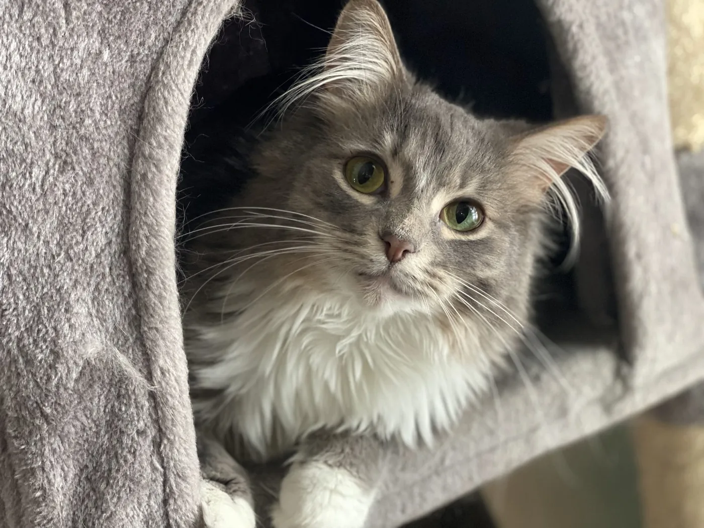 Gray cat in a blanket