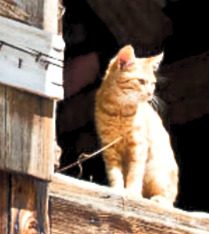 Community cat colonies