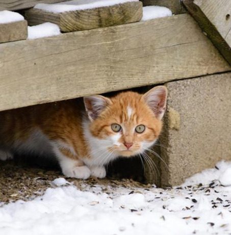 Stray cat
