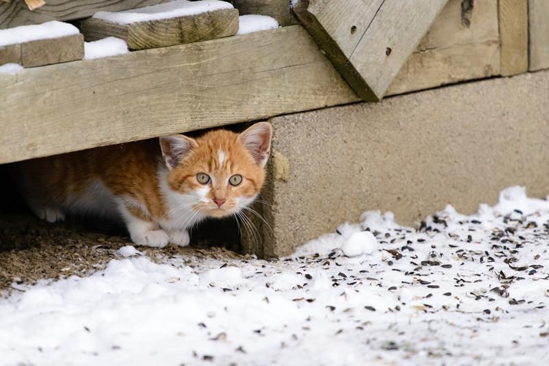 Stray cat