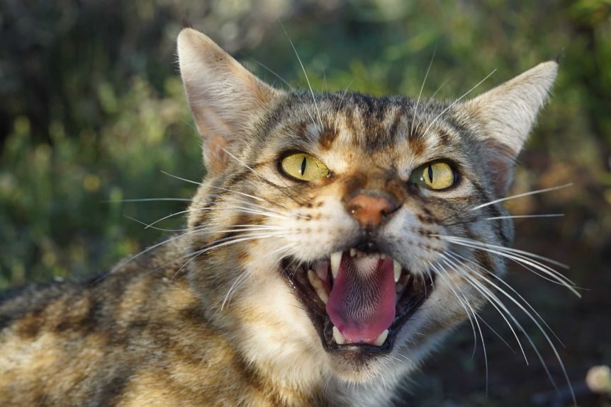 Feral cat