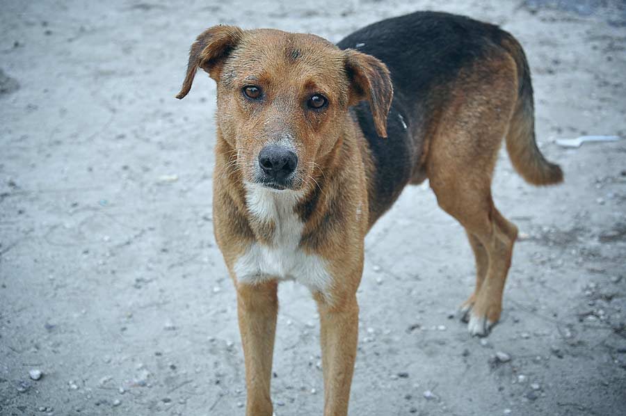 Stray dog