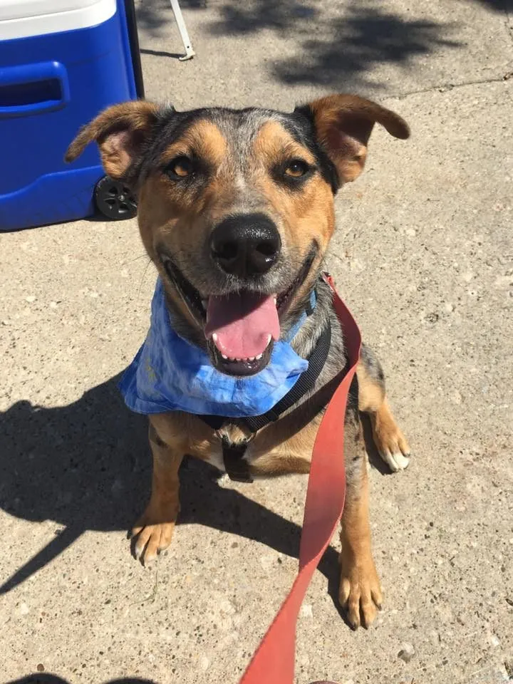 Dog with a bandana