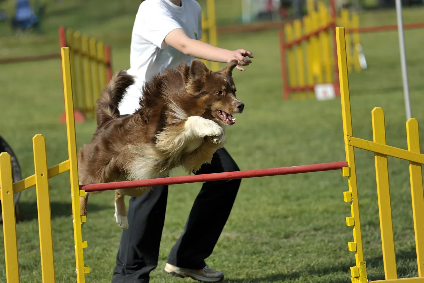 Level 2 dog handler training