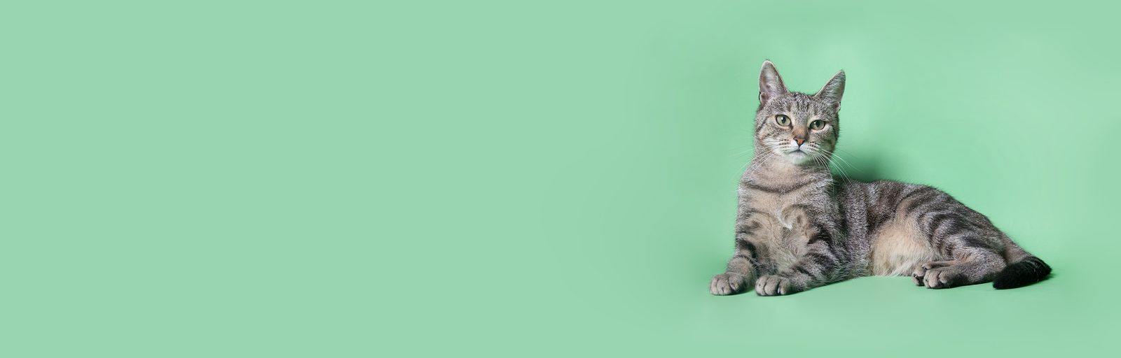 Tabby cat reclining